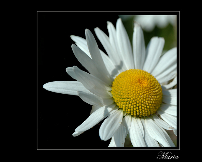 Margriet.