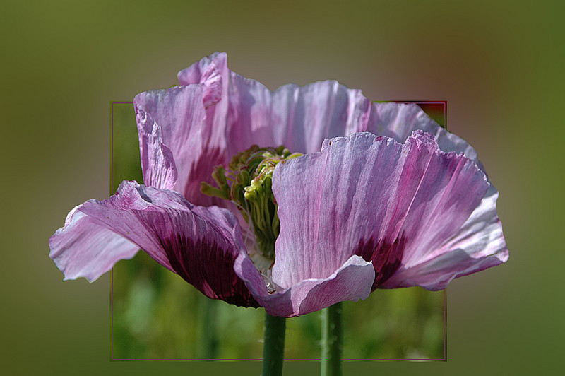 Papaver.