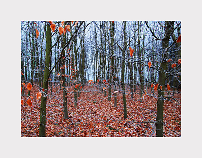 Winterbos.