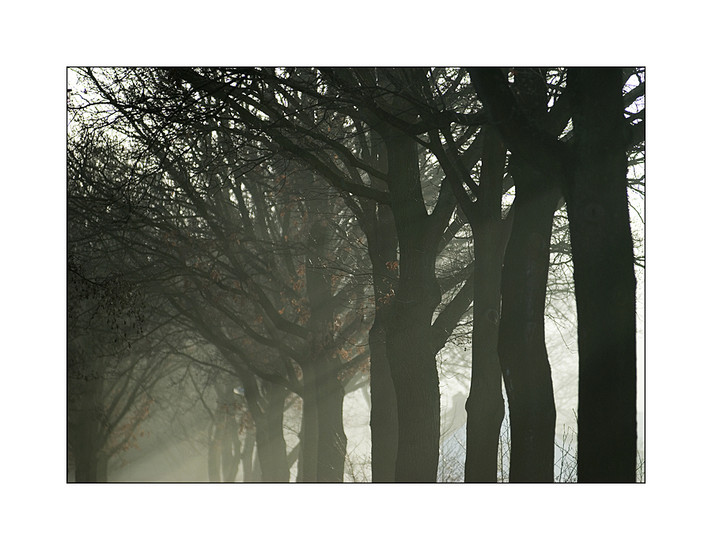 Foggy