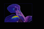 Bloemen zijn een enorme inspiratie bron voor de fotografie