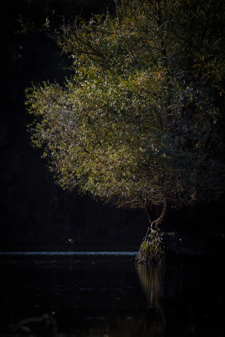 Waterboom/ watertree