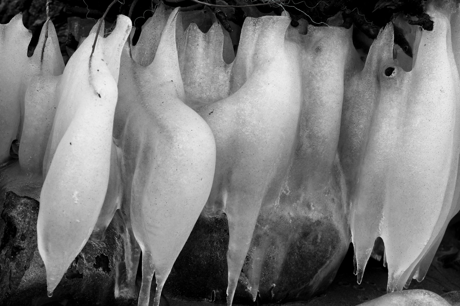Icebirds