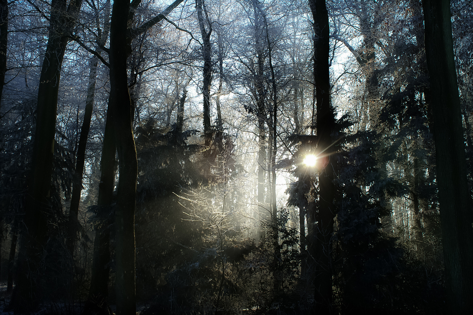 Winterforestsun