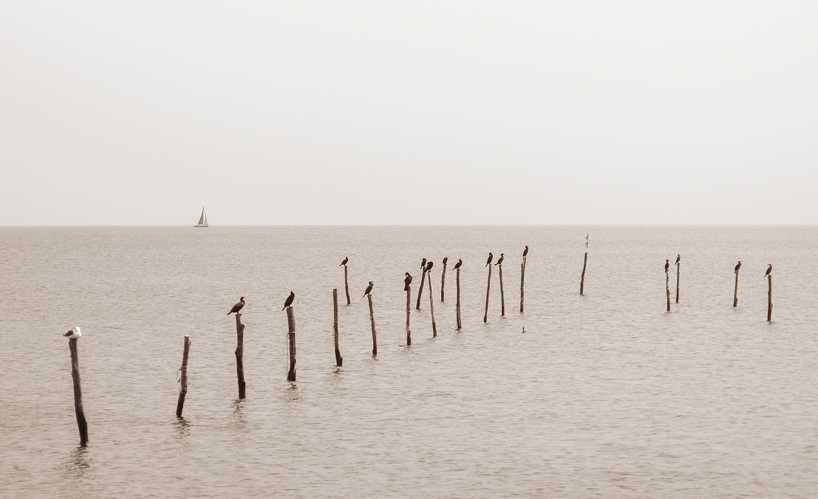 Cormorants