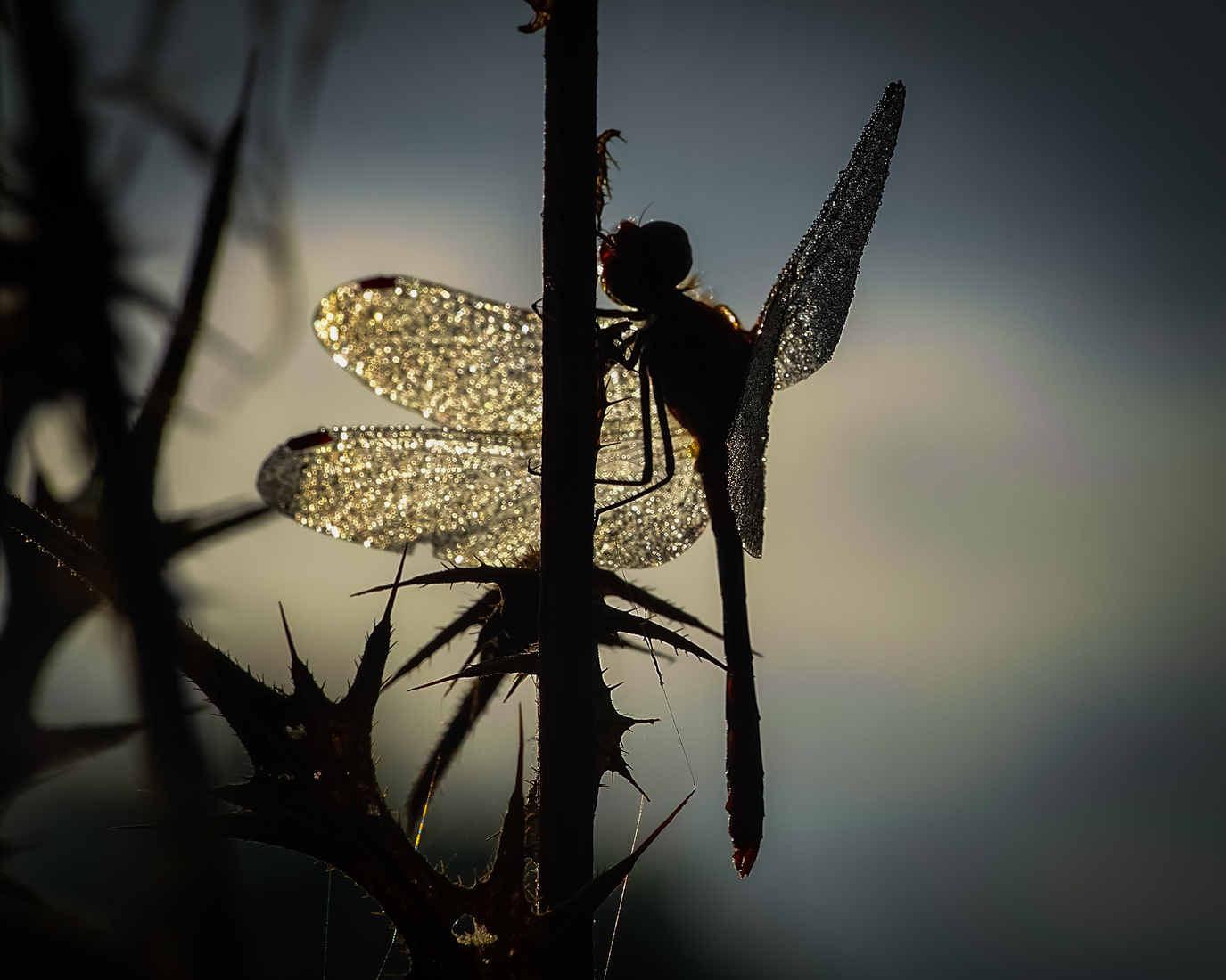 Libelle