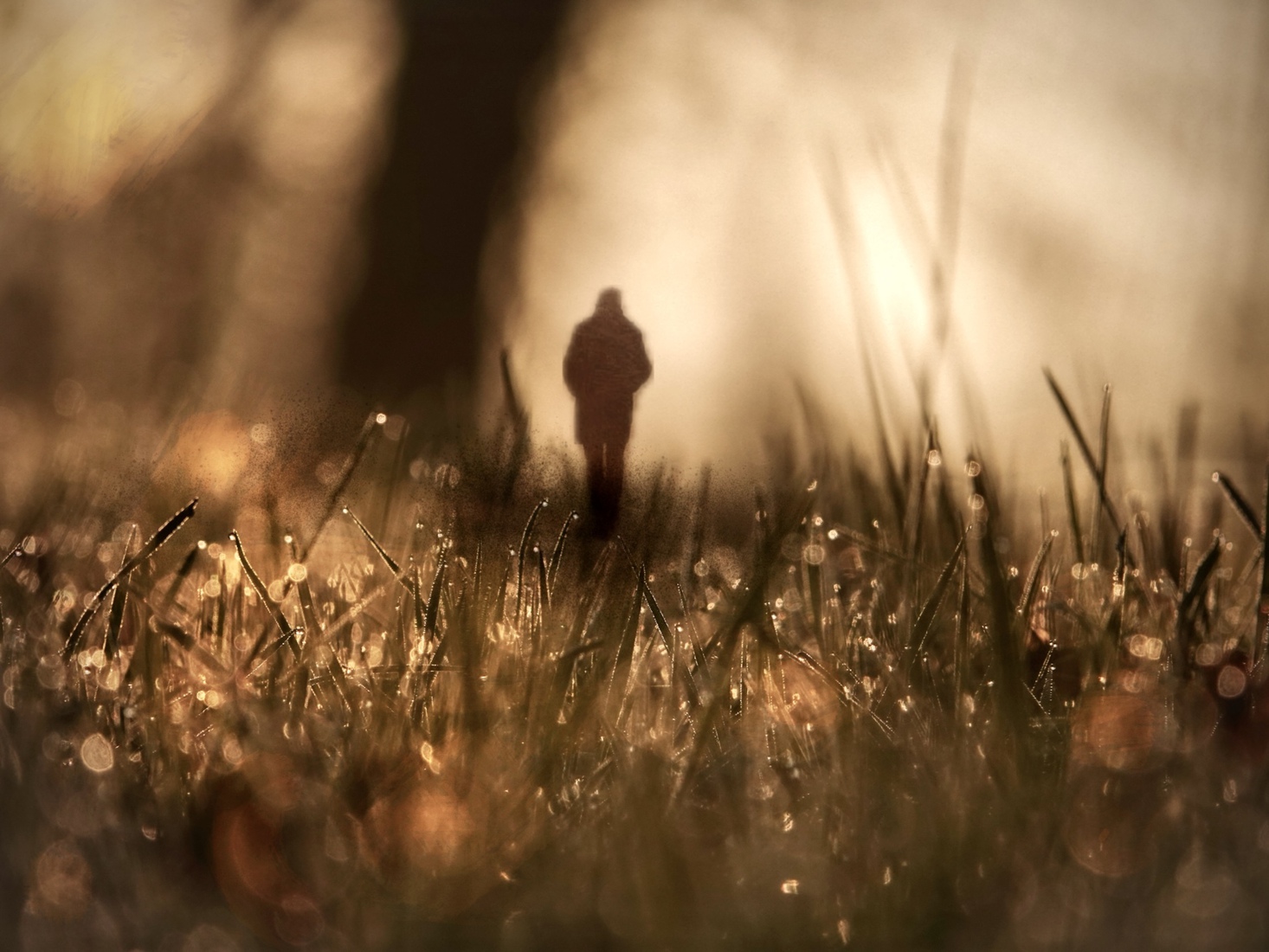 Wandeling tussen dauwdruppels