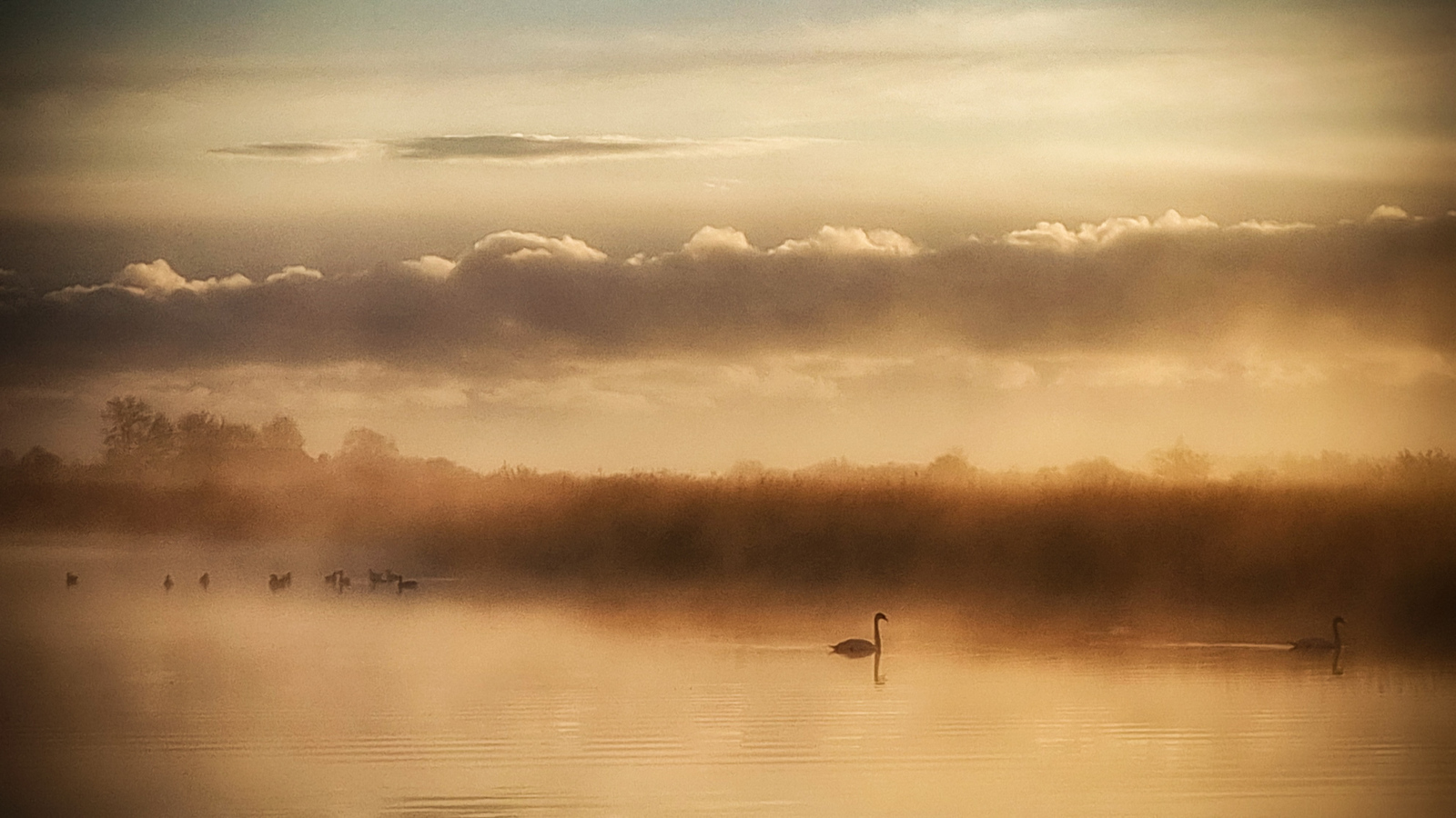 Zwanen bij zonsopkomst