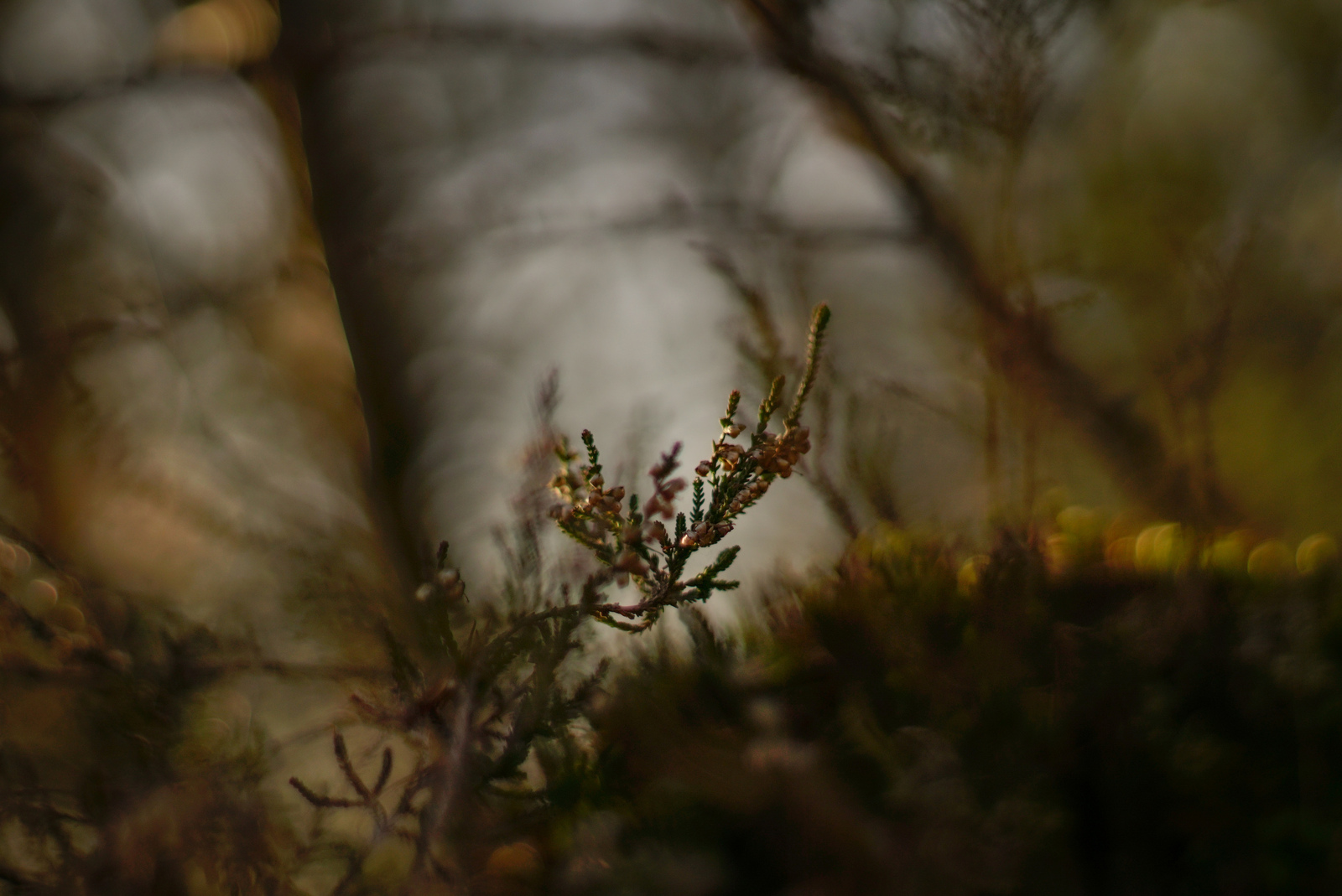 In het bos