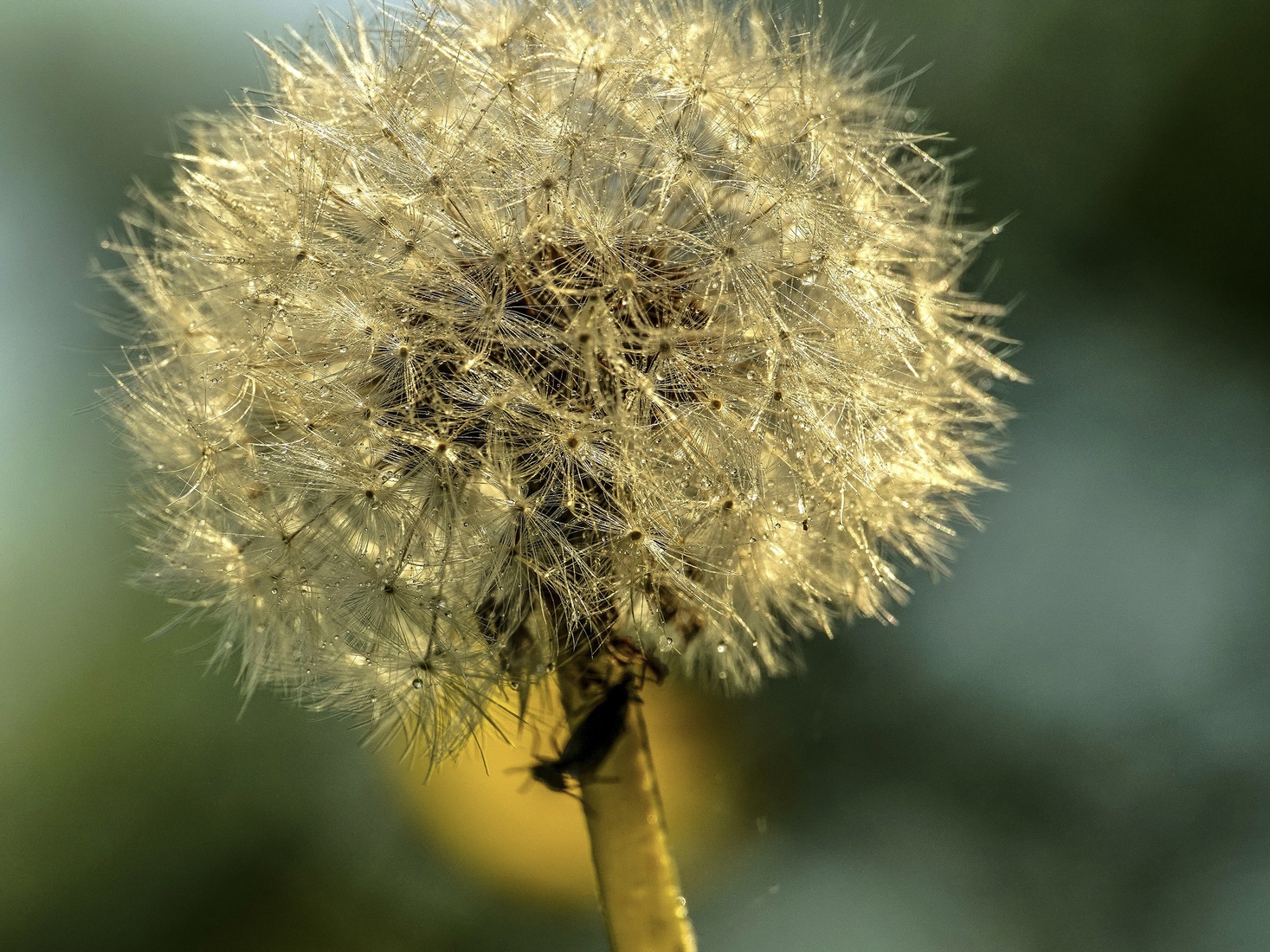 Paardenbloem