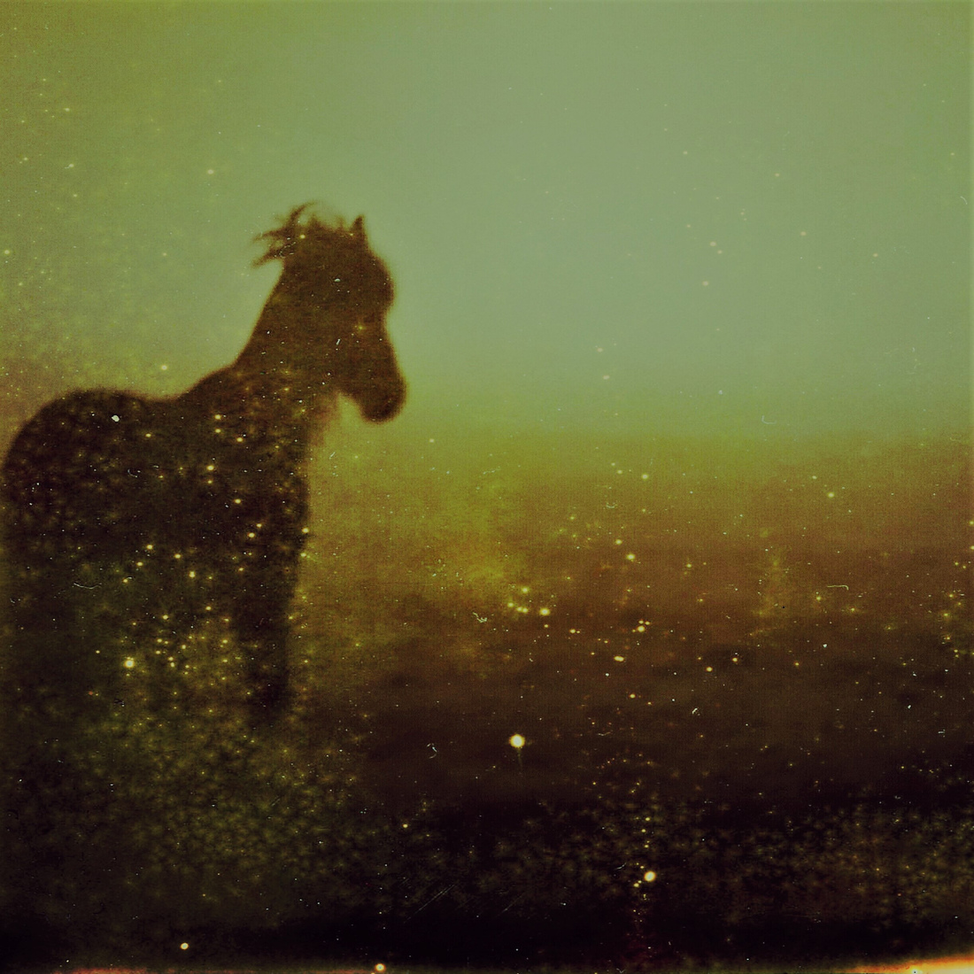 Paarden