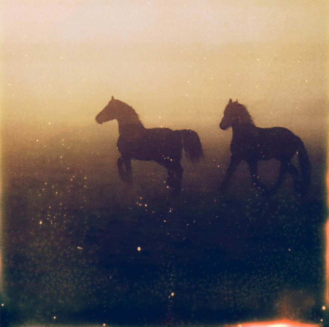 Paarden