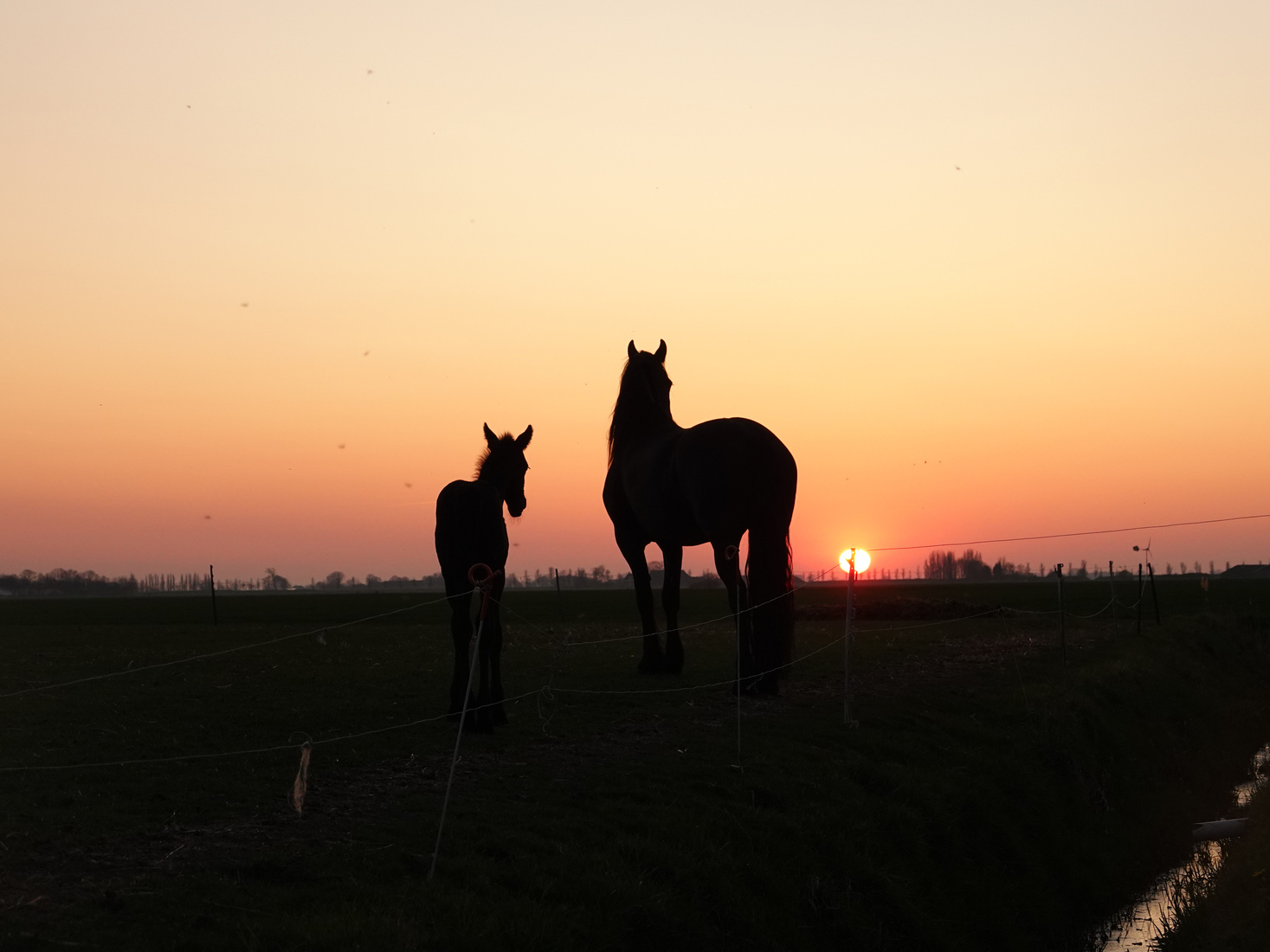 Paard zonsondergang