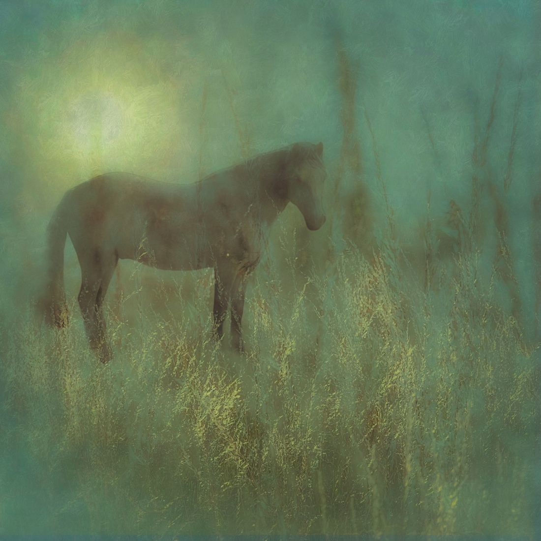 Paard in droom