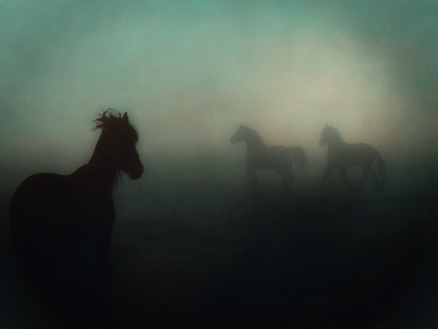 Paardjes in mist