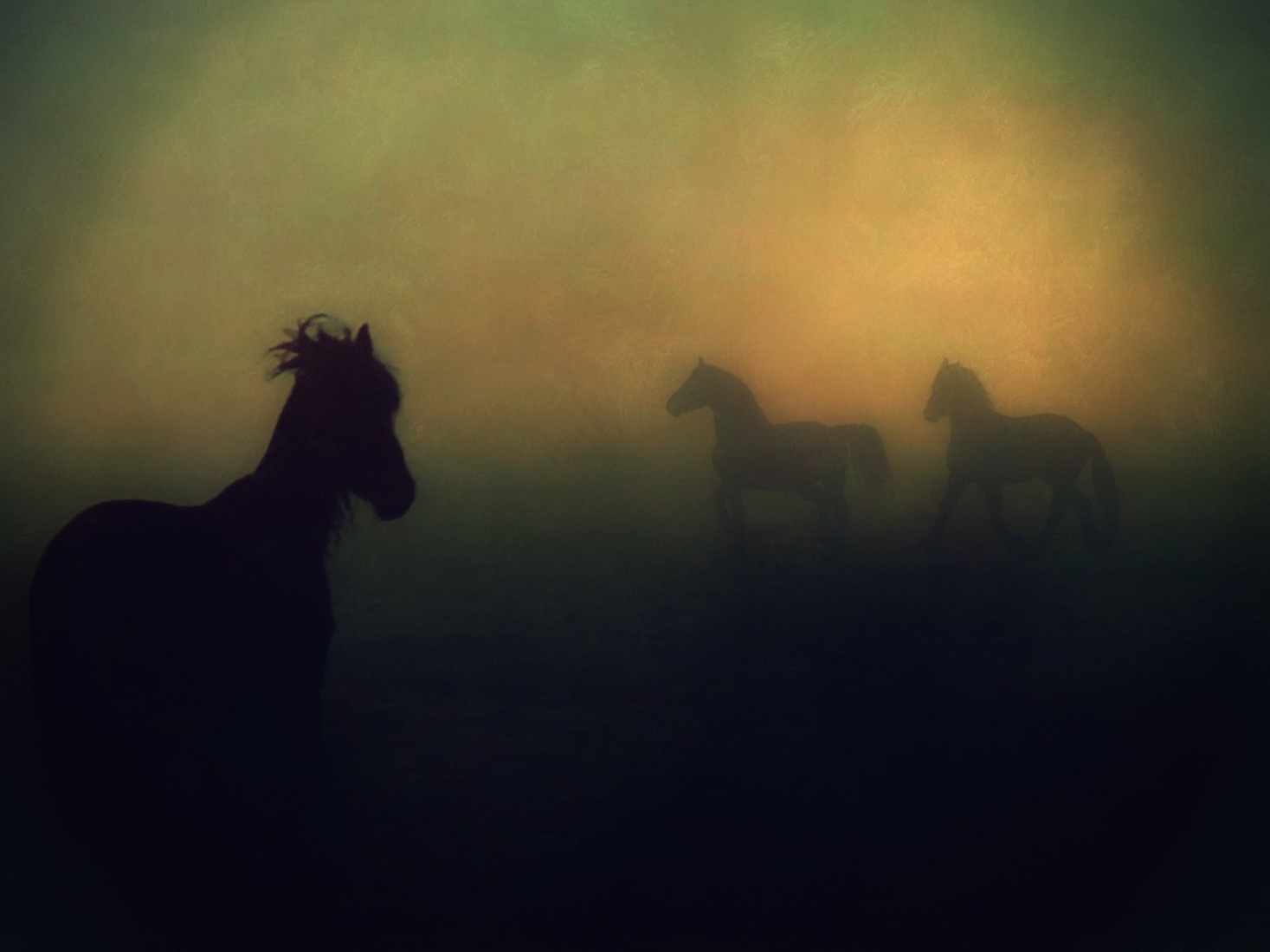 Paarden in weiland