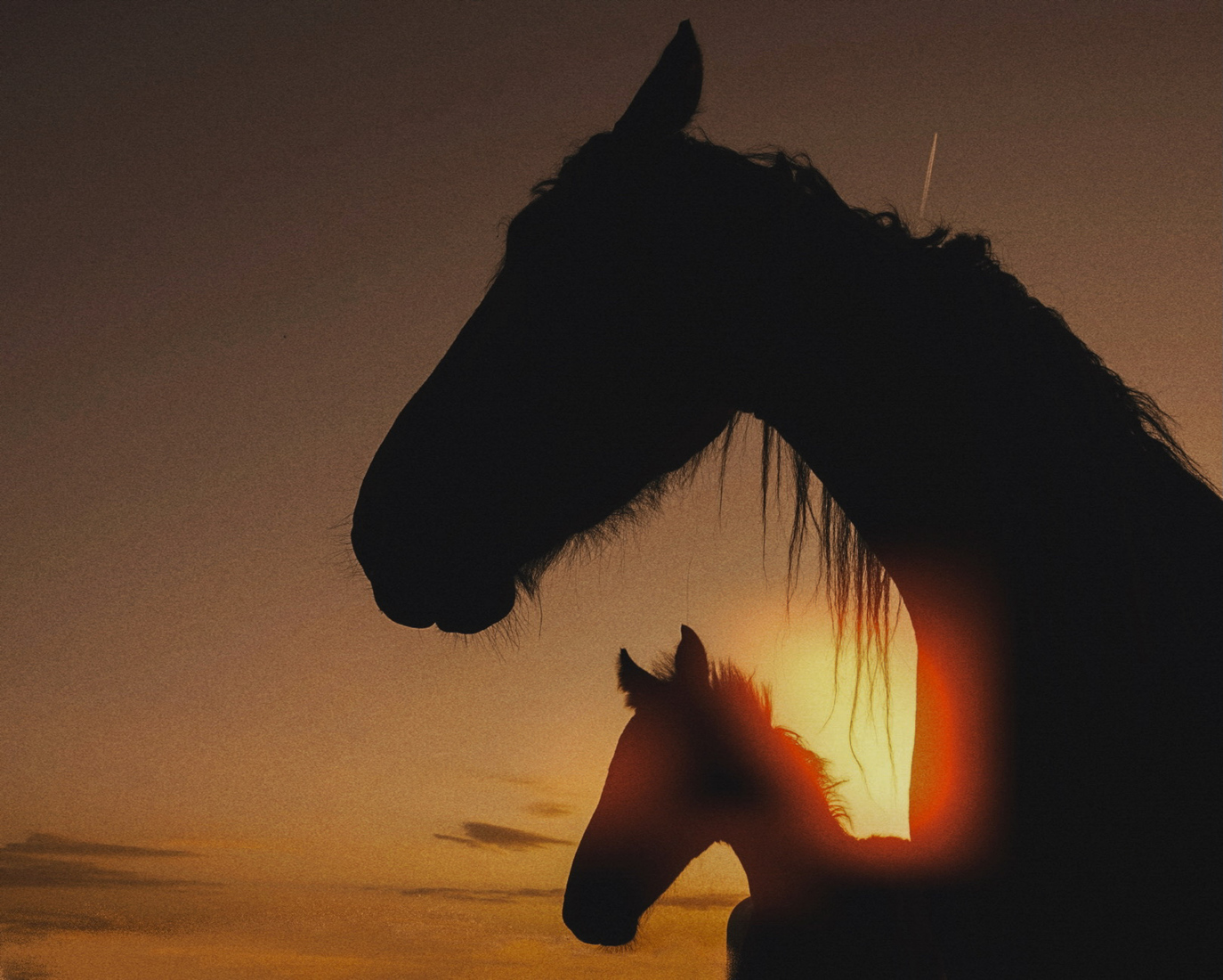 Paard en veulen