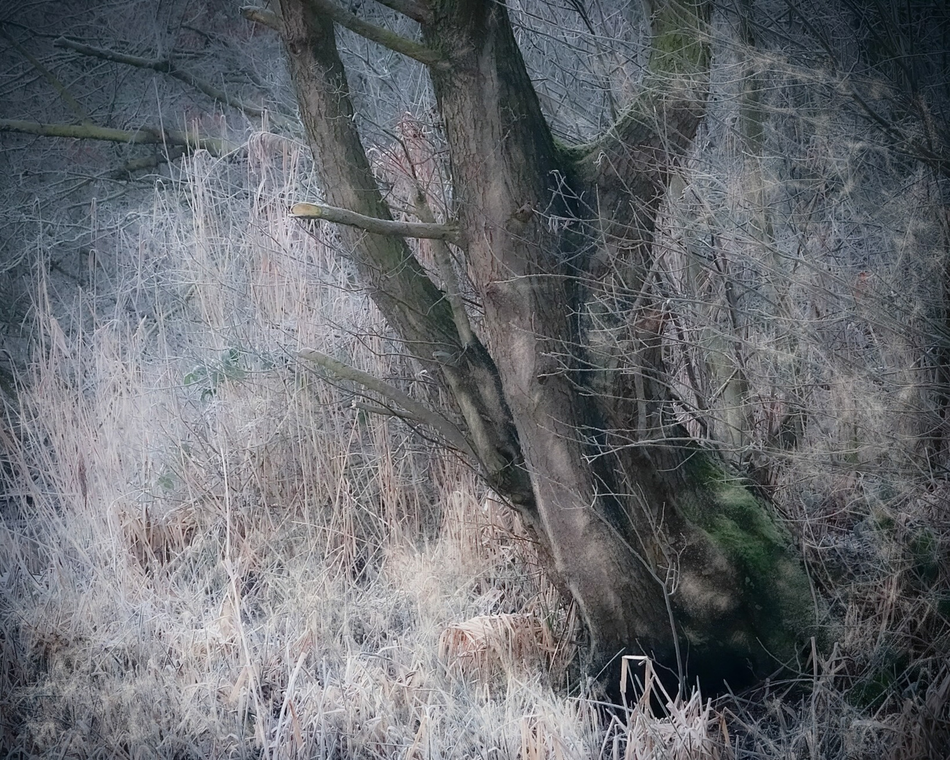 Winterlandschap boom