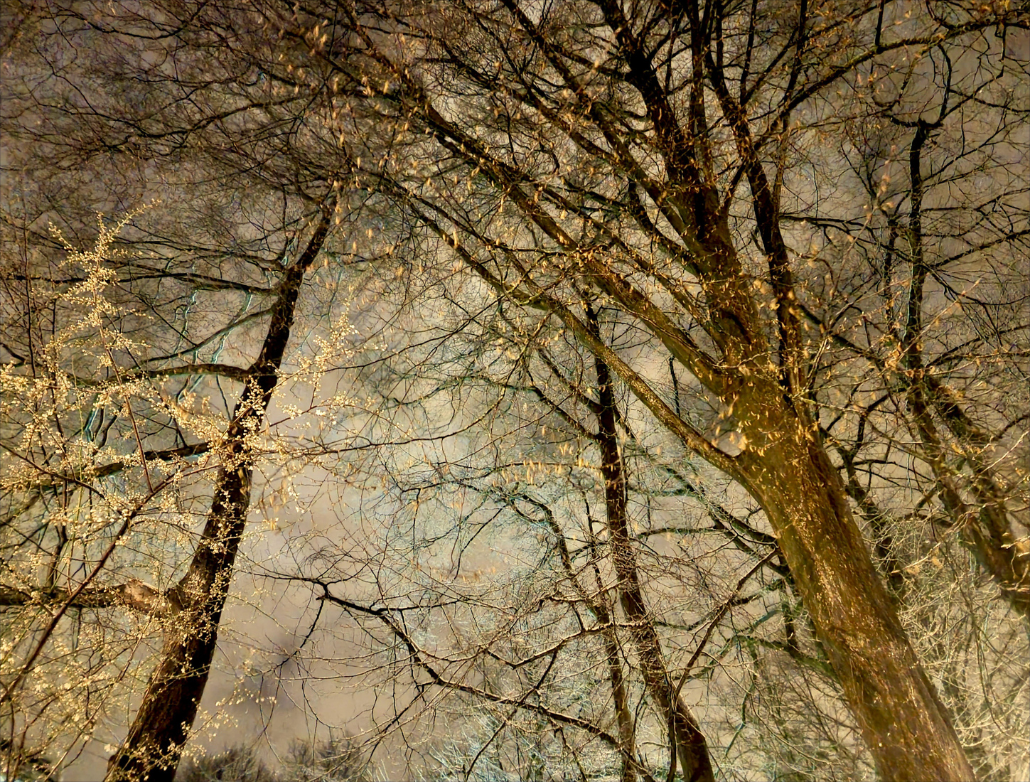 Bomen sneeuwlandschap