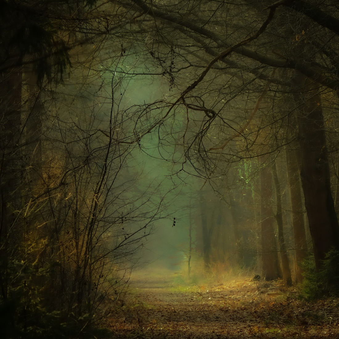Mistig bos