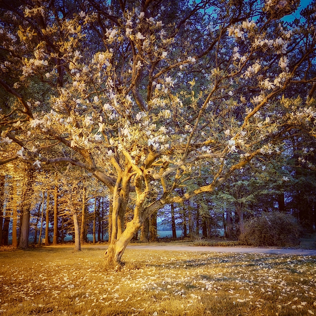 Magnolia