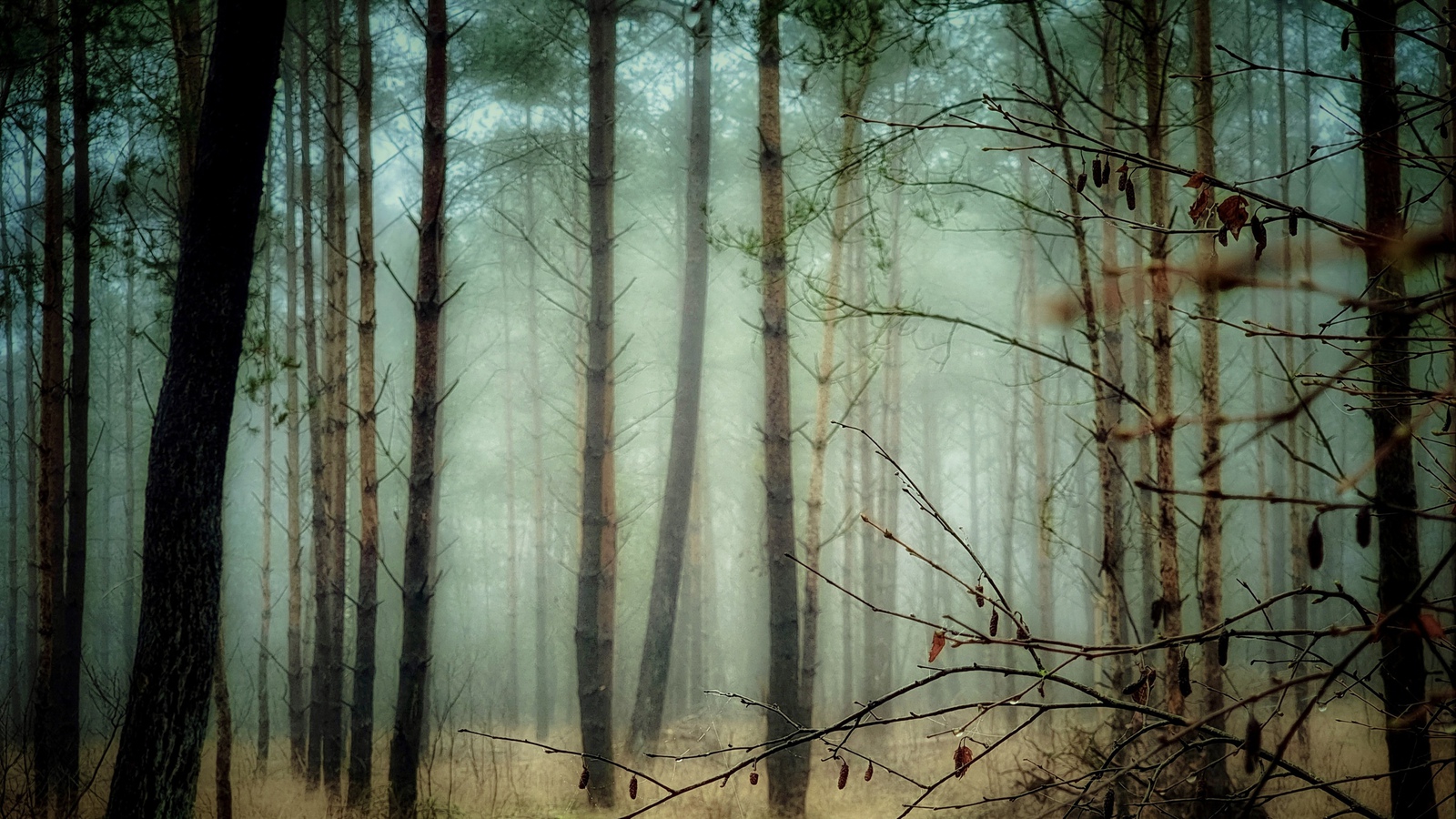 Bos in mist