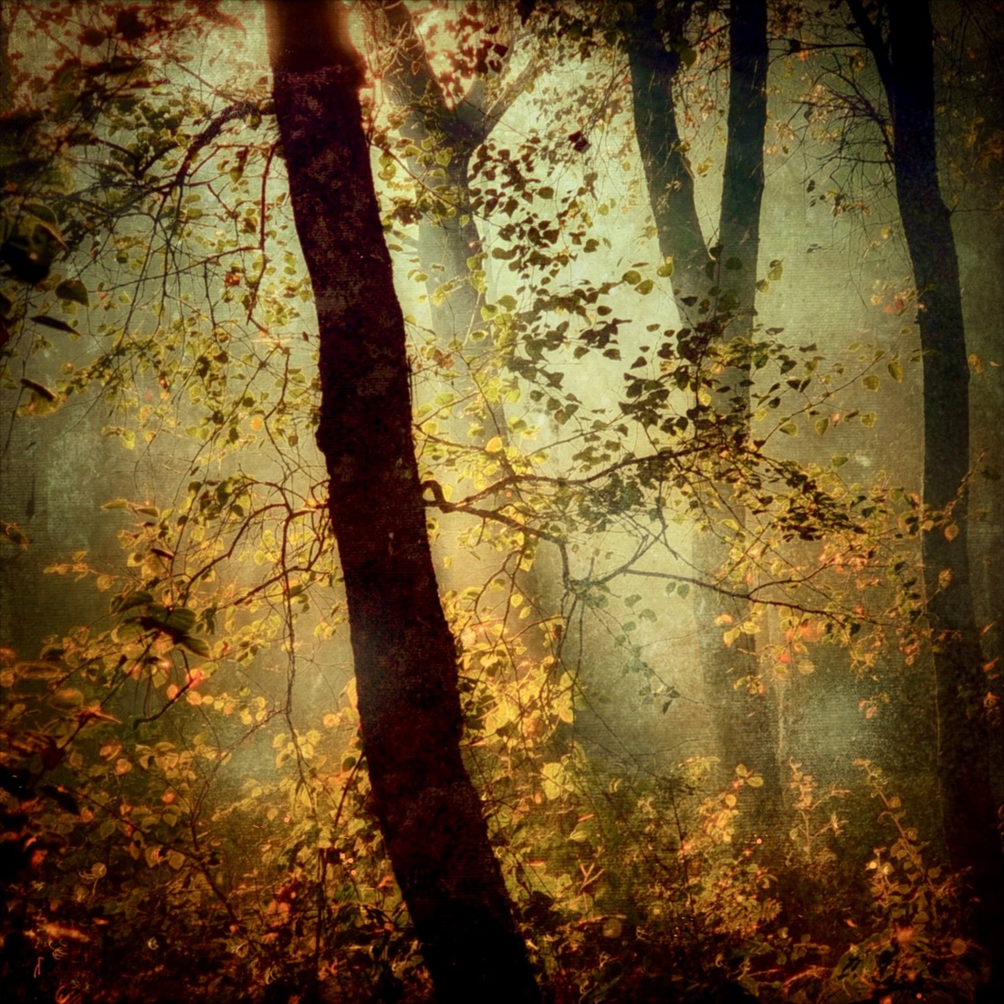 Zonneharpen in bos