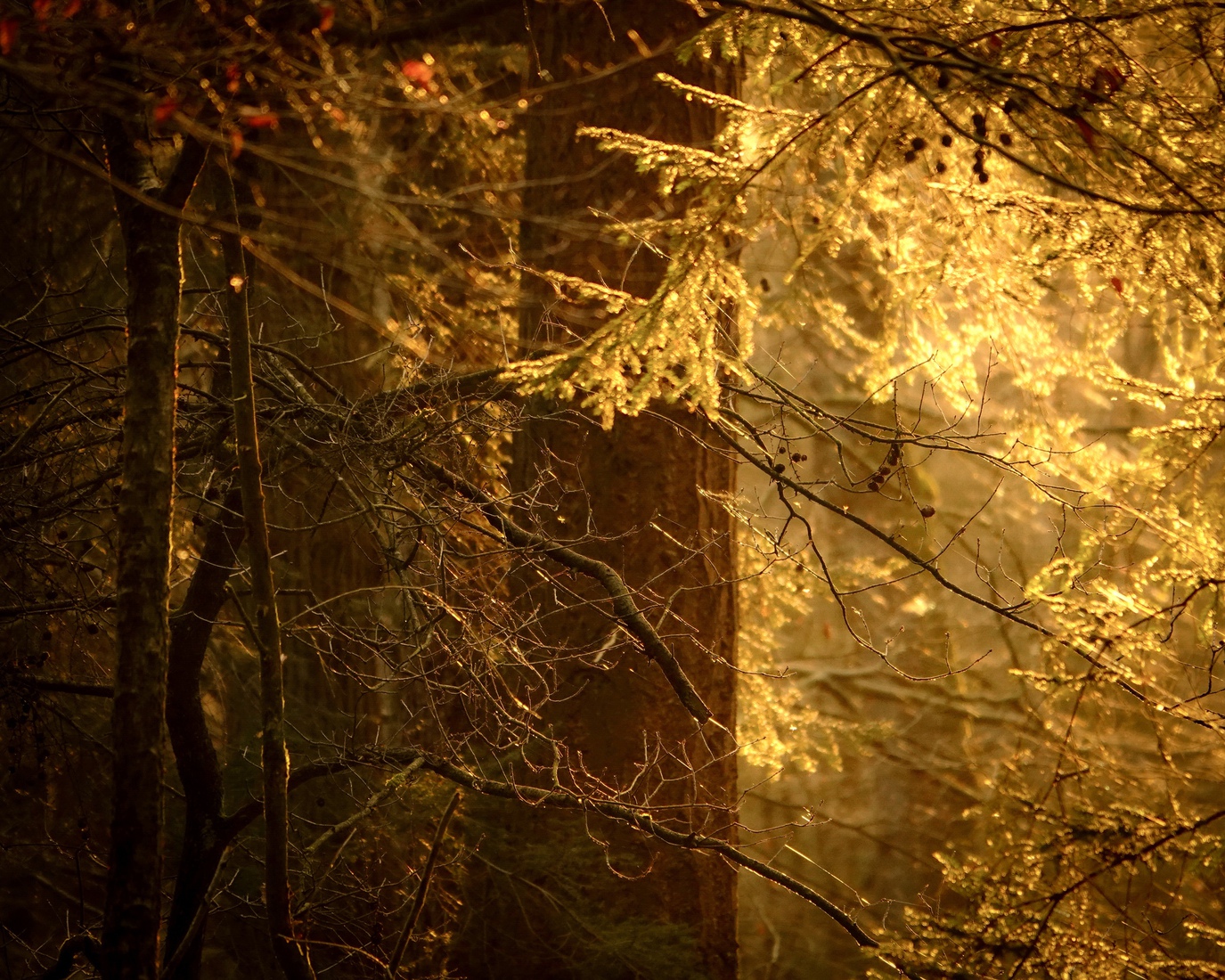 Zonlicht in bos