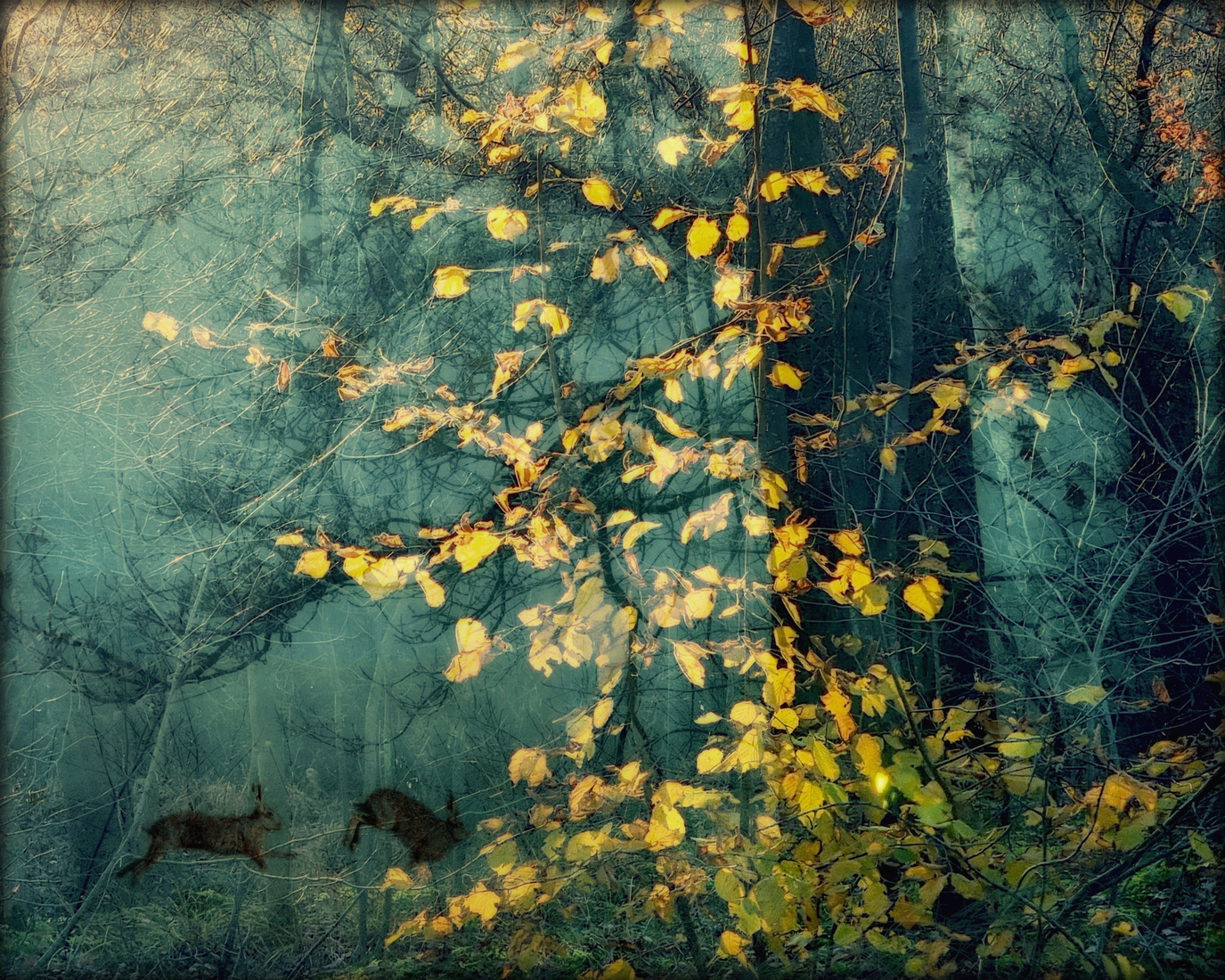 Herfstbos