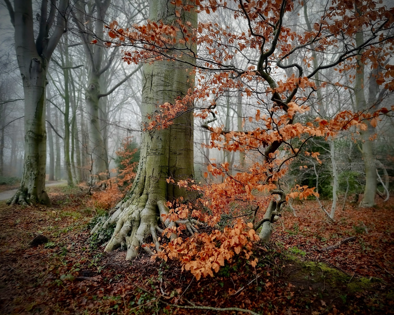 Herfstbos
