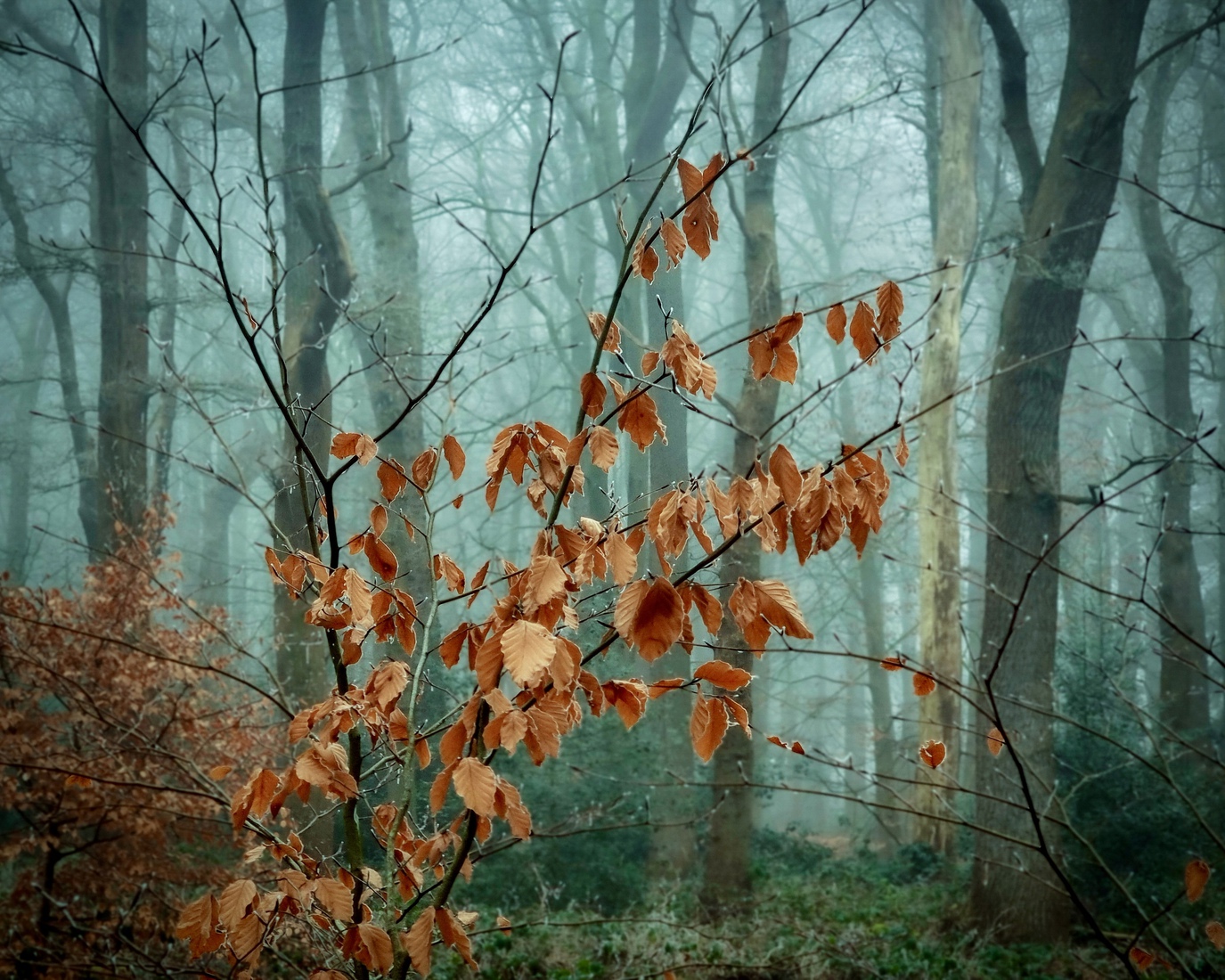 Herfstbos