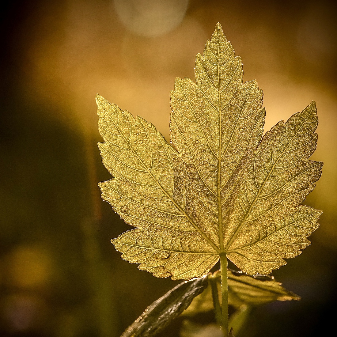 Gouden blad