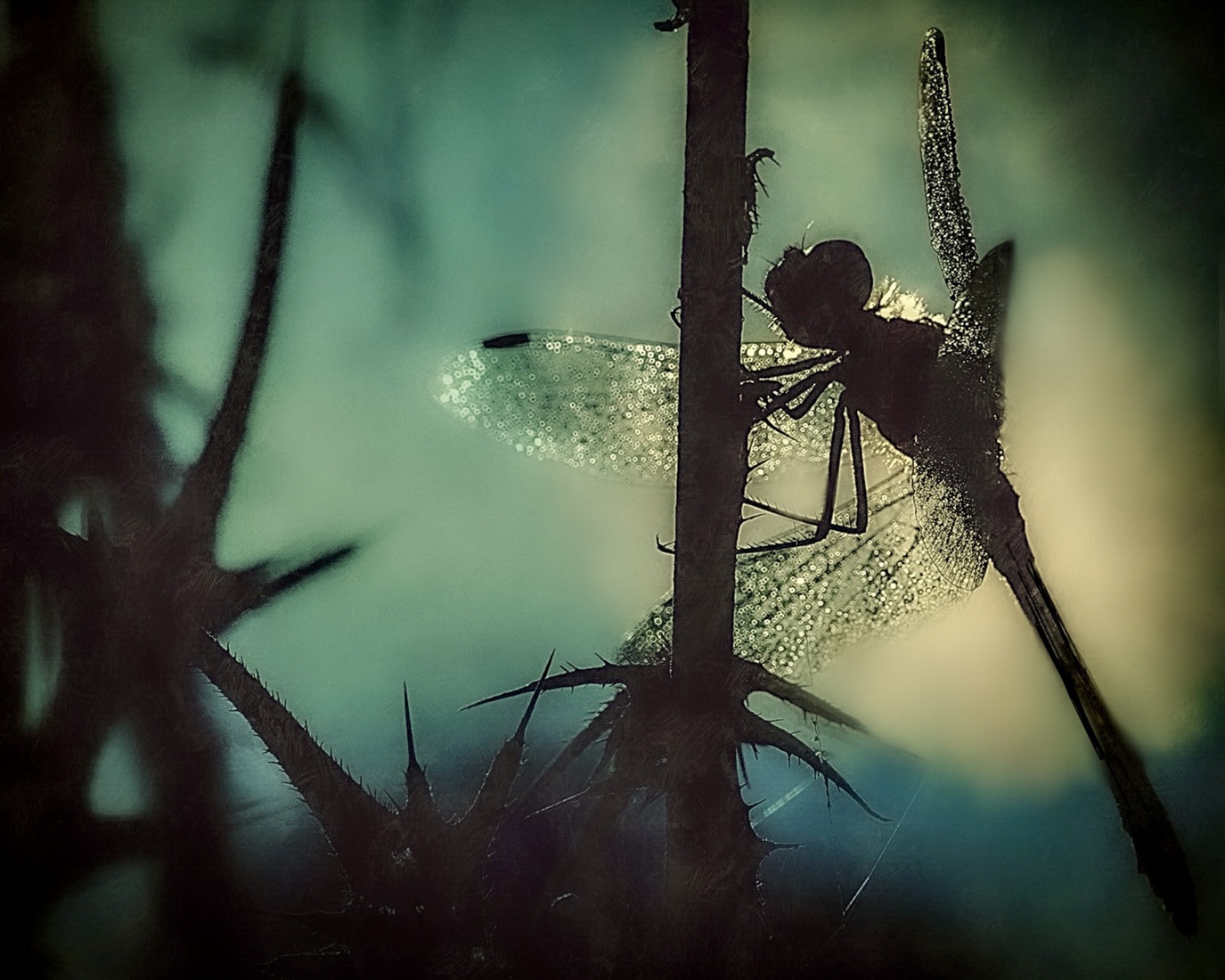 Libelle