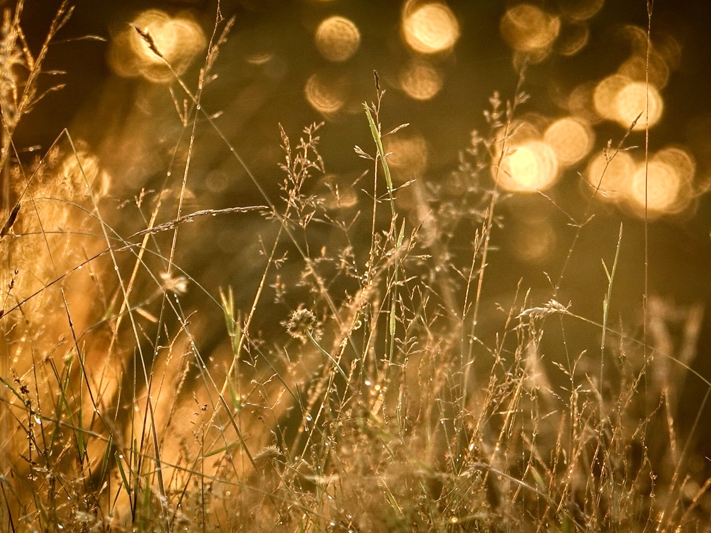 Dauwdruppels in goud