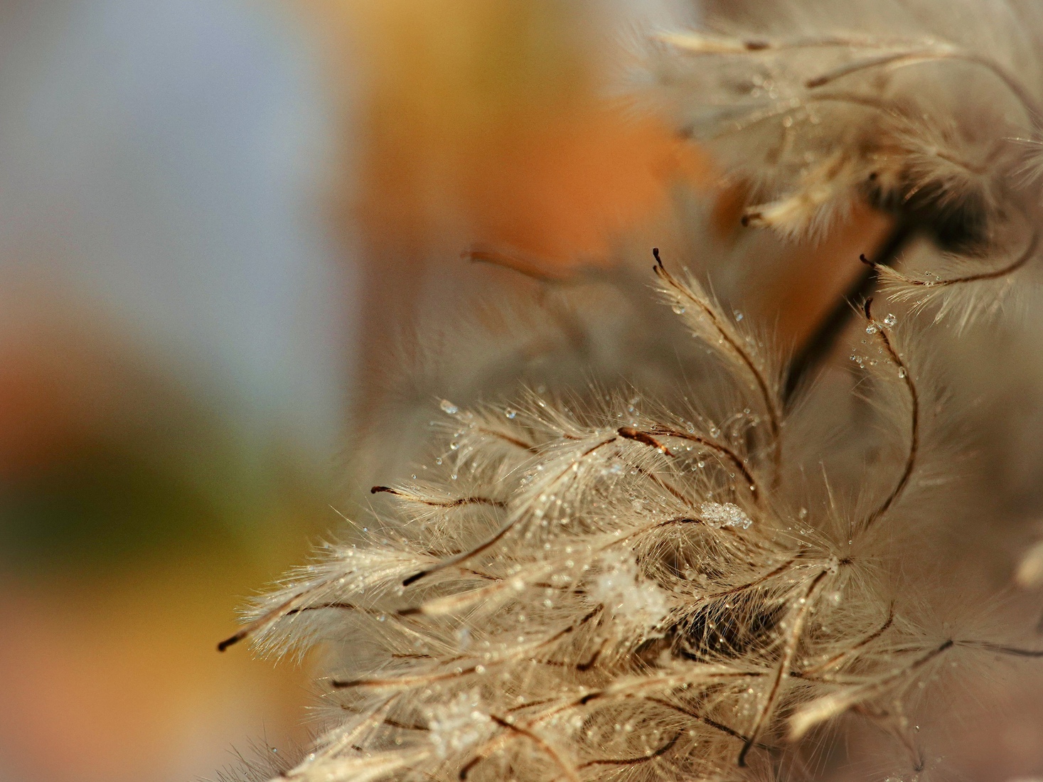 Dauwdruppels bloem