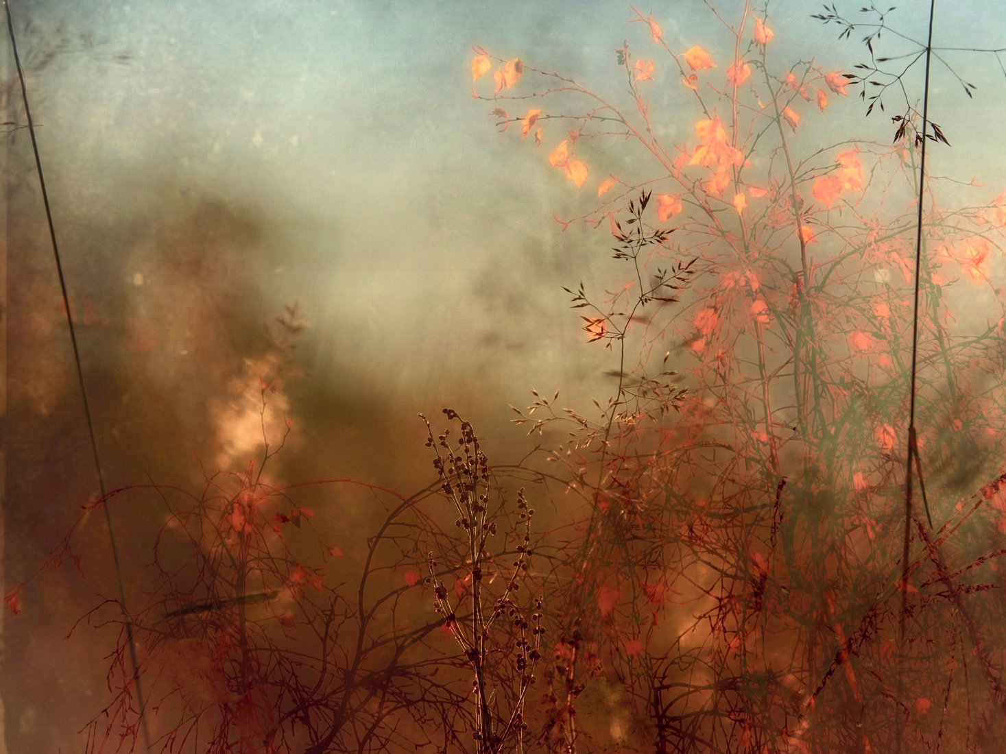 Bloemen en gras