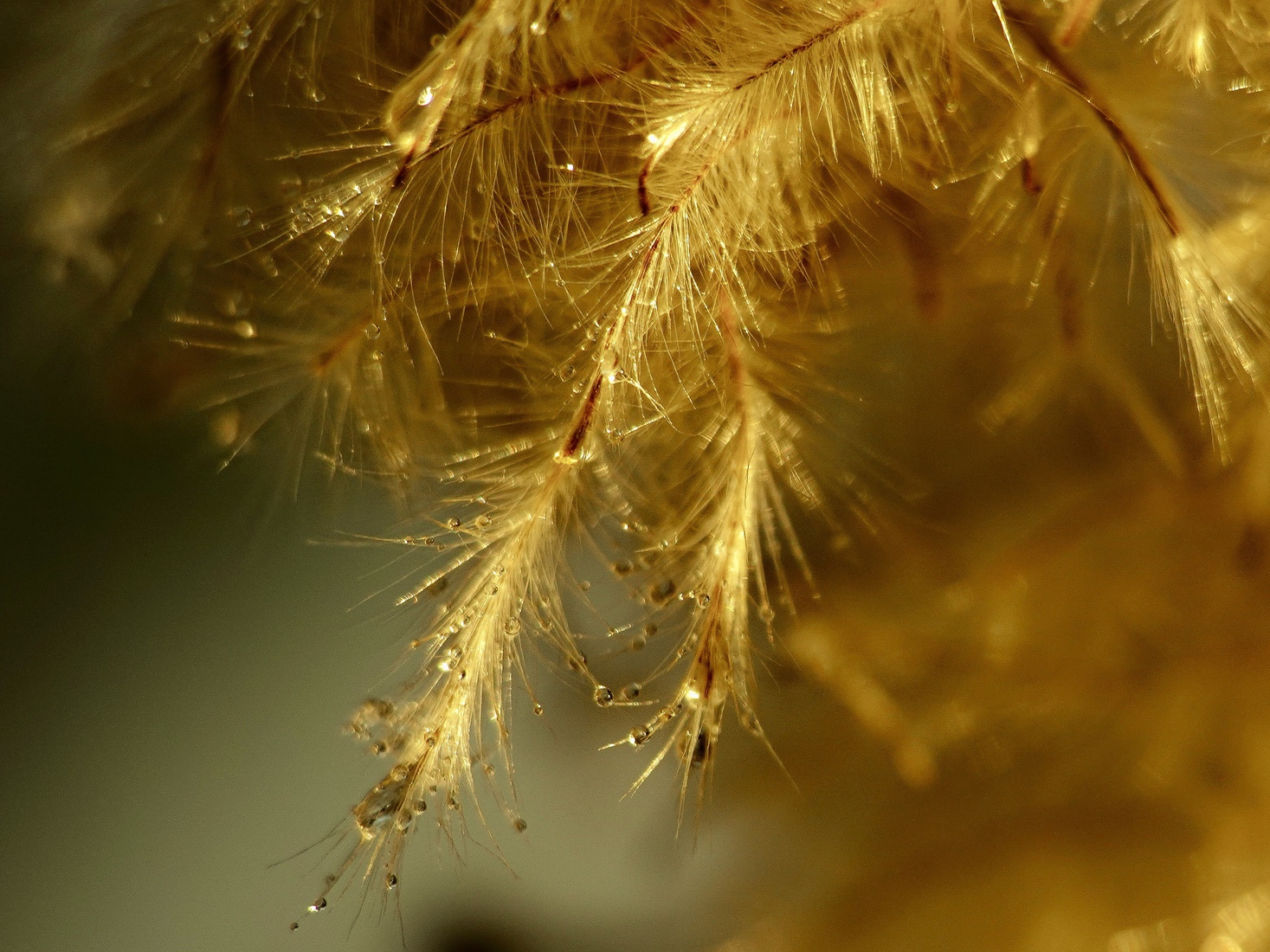 Dauwdruppels in goud