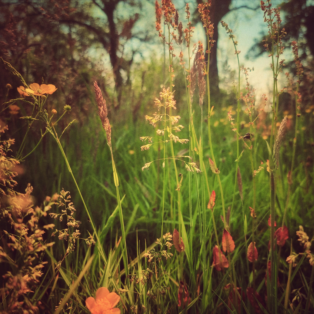 Bloemen in de berm