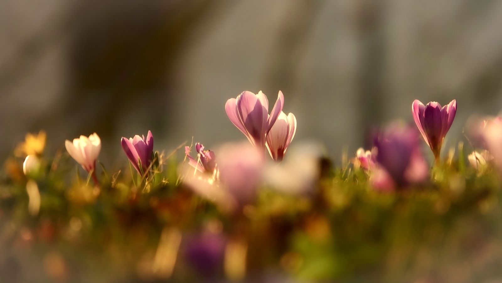 Krokus
