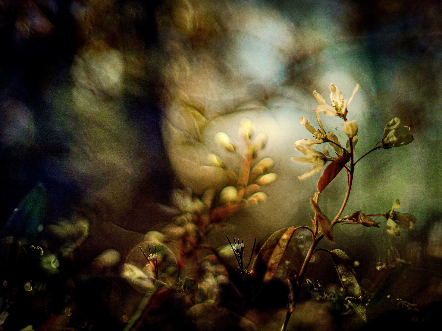 Bloemen in het bos