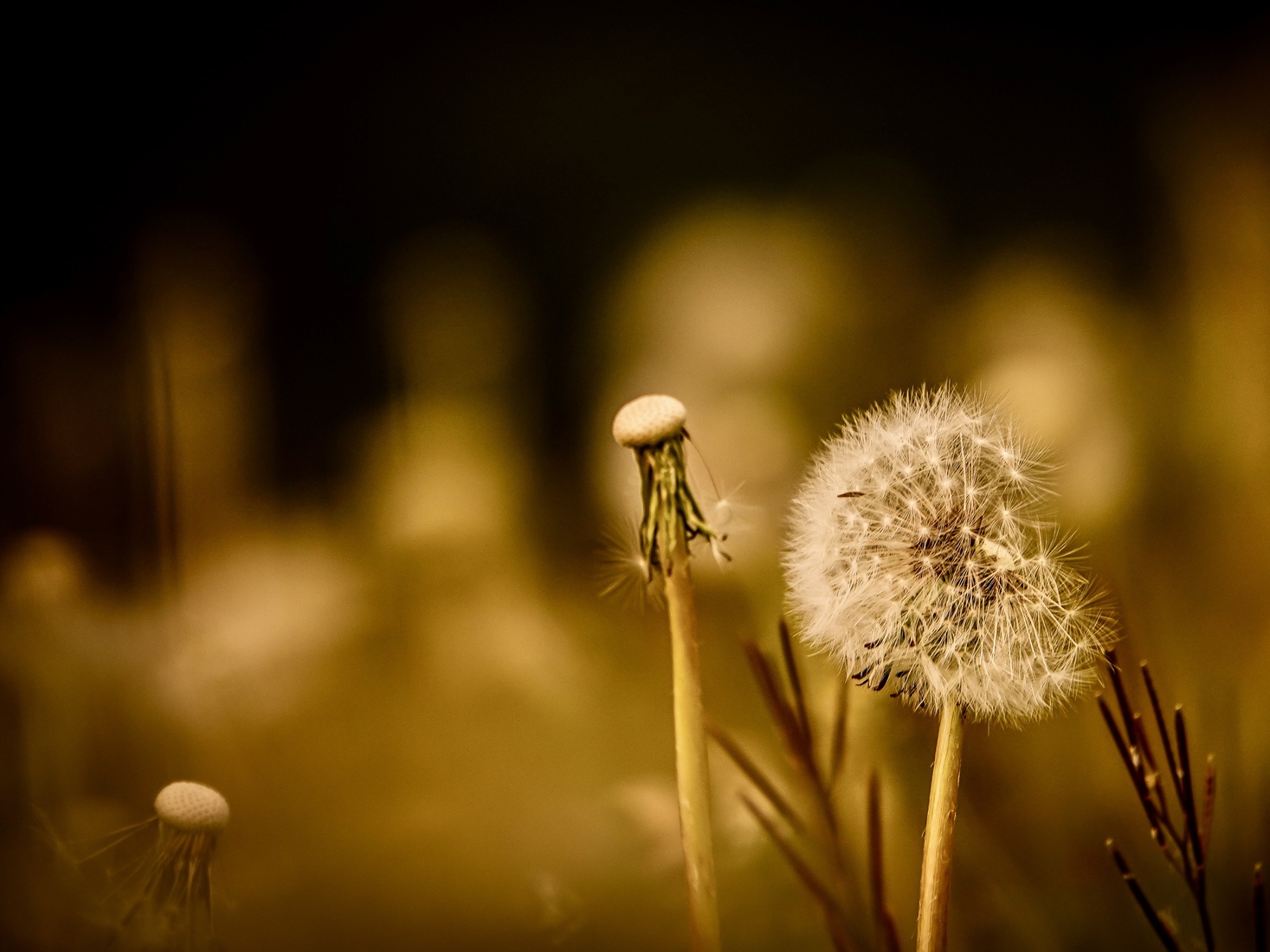 Paardenbloem