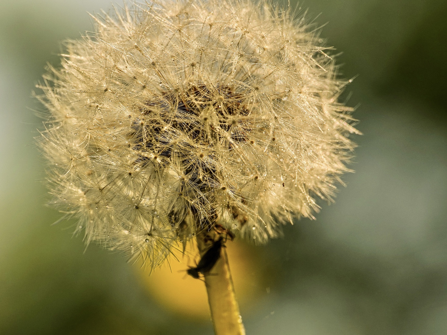 Paardenbloem