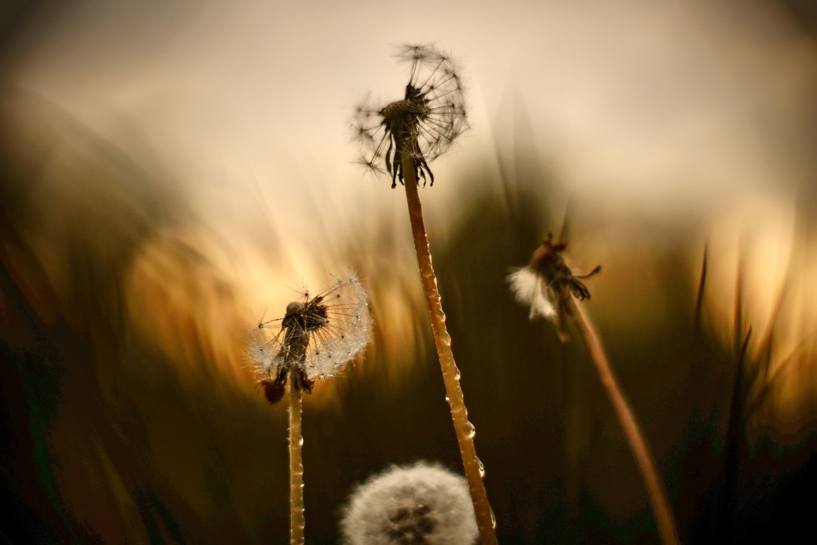 Paardenbloemen