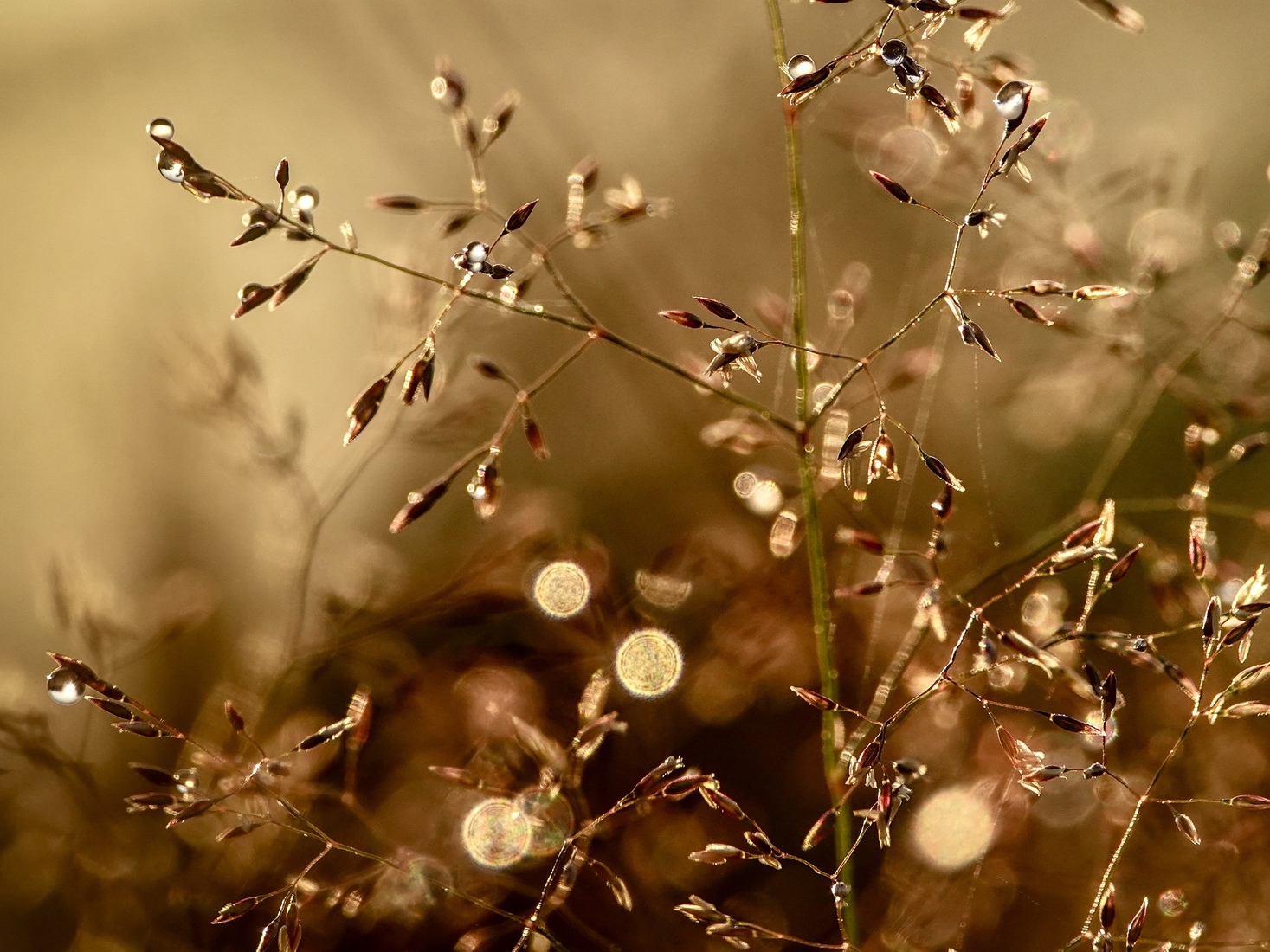 Dauwdruppels in goud