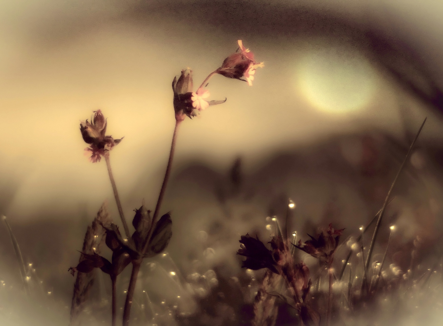 Bloemen bij tegenlicht