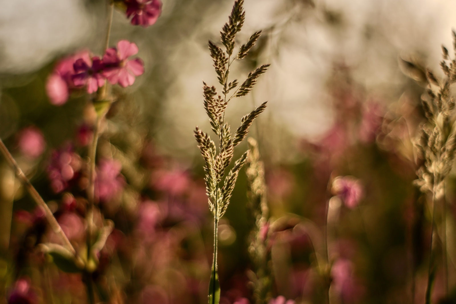 Bloemen bij tegenlicht