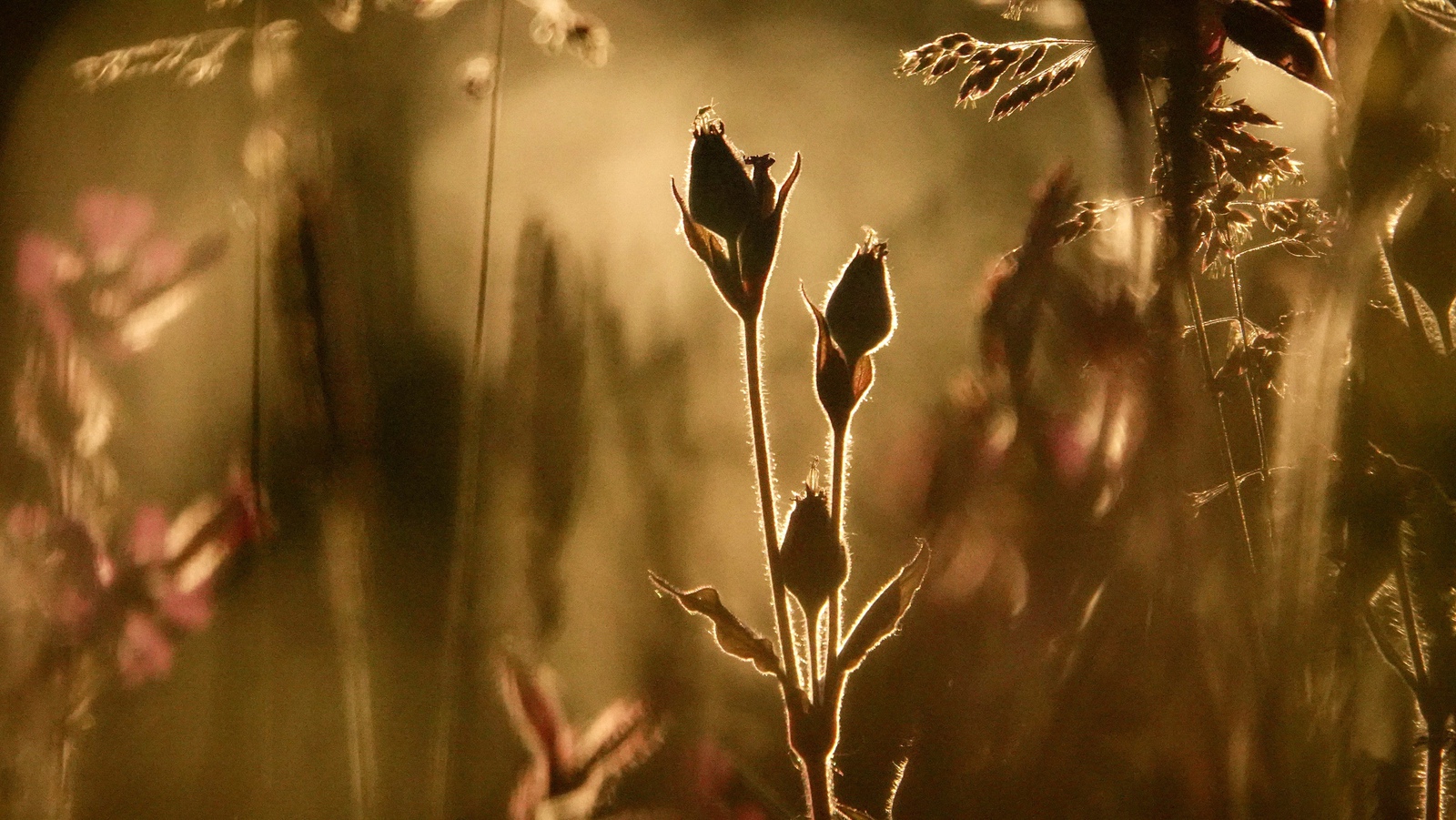 Bloemen bij tegenlicht