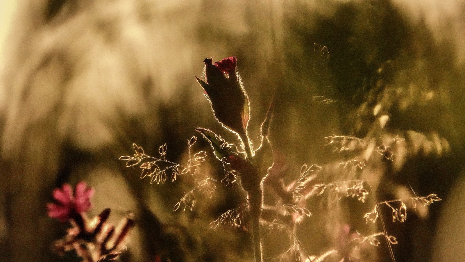 Bloemen bij tegenlicht