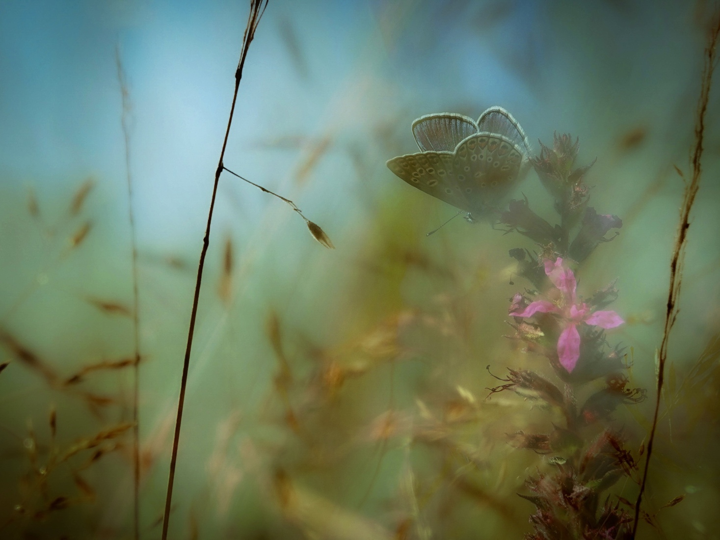 Vlinder in blauw