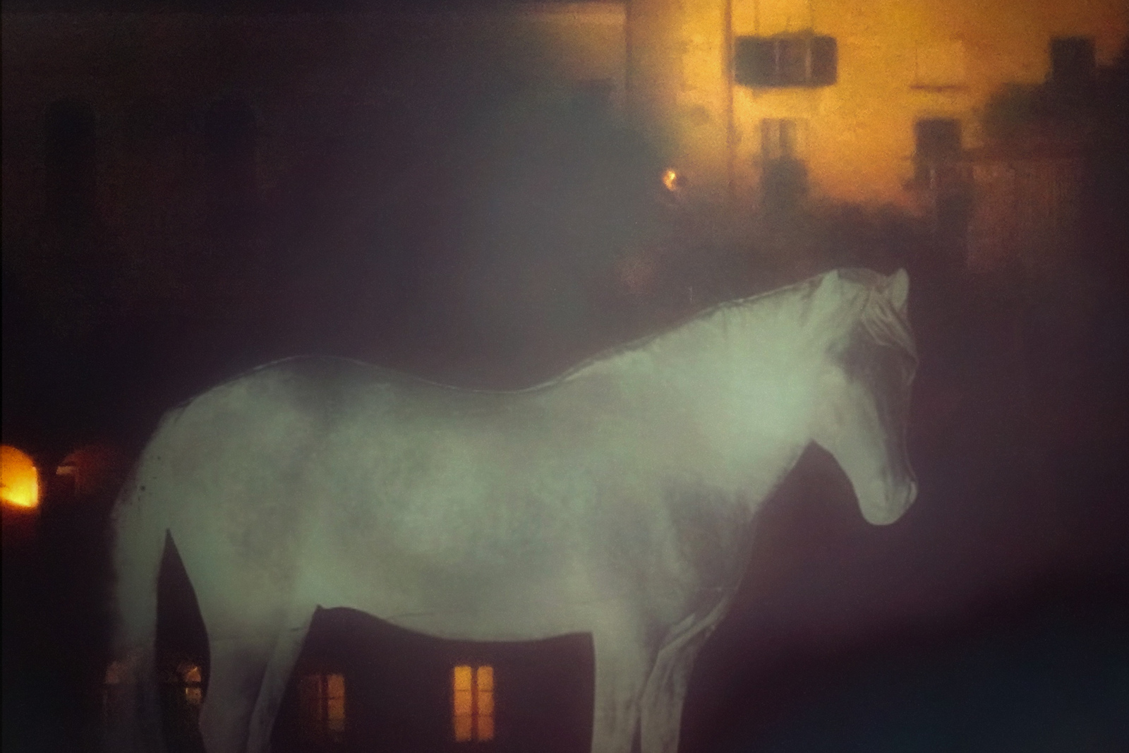 Droompaard